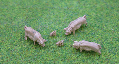 PDZ49 PD Marsh Pigs