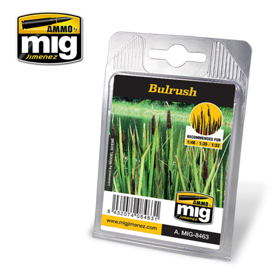 MIG8463 BULLRUSH PLANTS